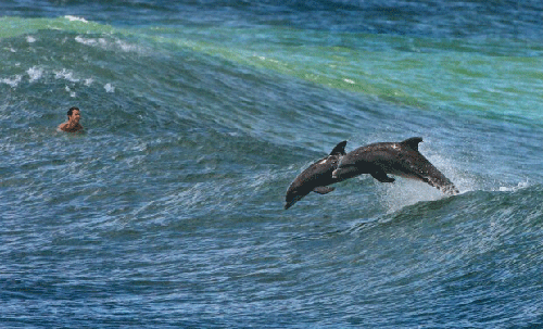 dolphin_surf_0_0