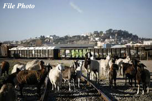 goats_under_track