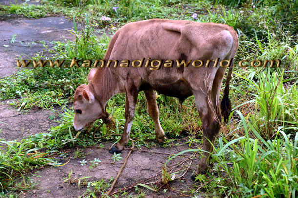 Cattle_trafficking_arrest_b