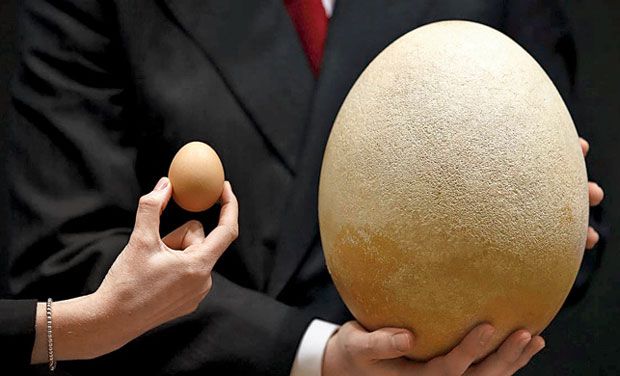 biggest-egg