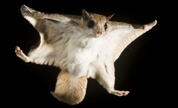 flying-squirrel