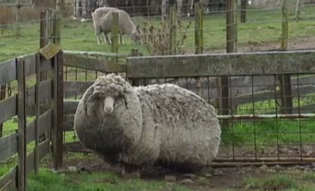 shaun-sheep