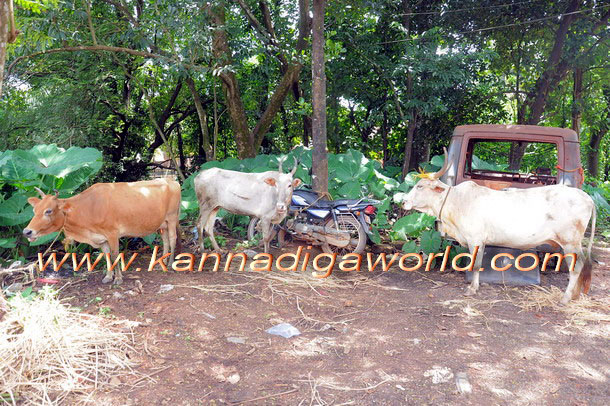 Bantwal_cattle_Crime_1