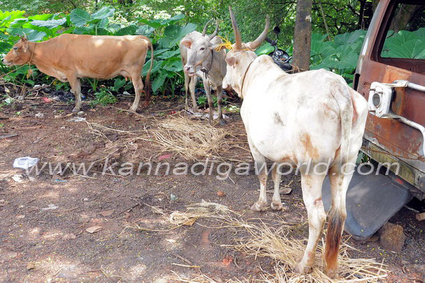 Bantwal_cattle_Crime_2