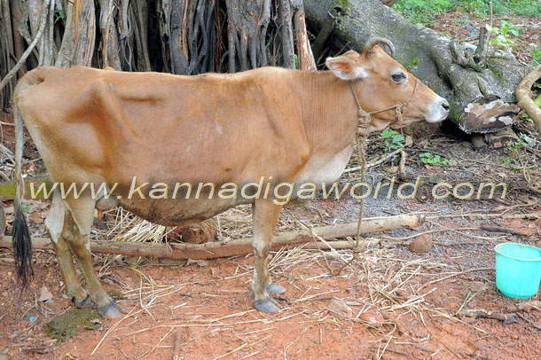 Bantwal_cattle_Crime_3