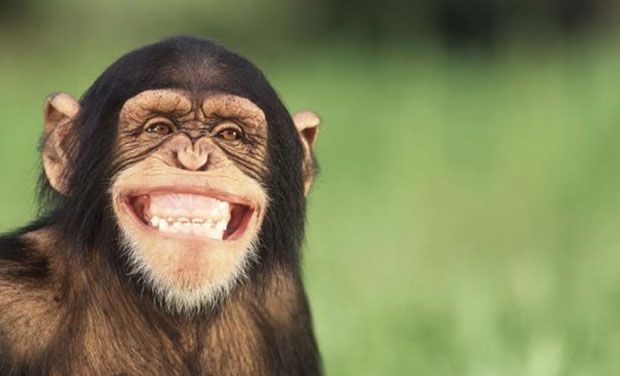chimpanzee_