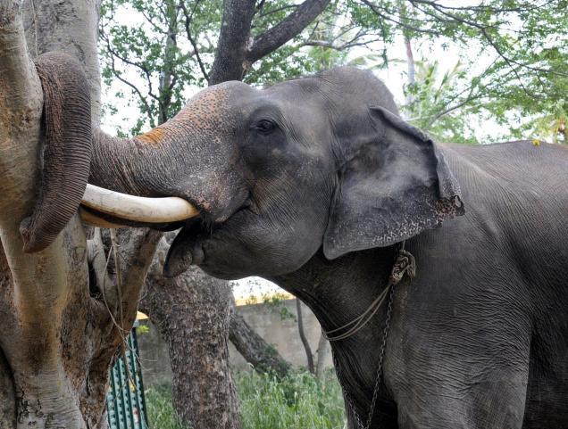 6BG_ABHIMANYU_ELEP_2140402f