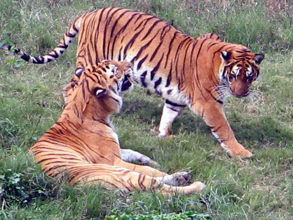 Pilikula_Tiger_Fight
