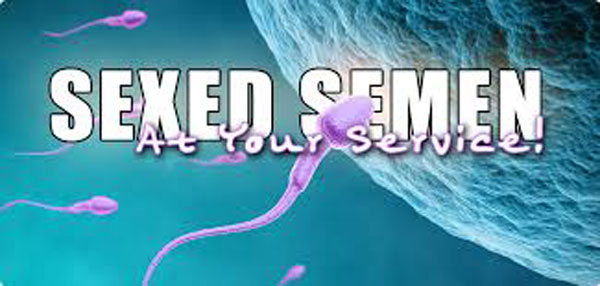 cows_semen_imp_1oct29