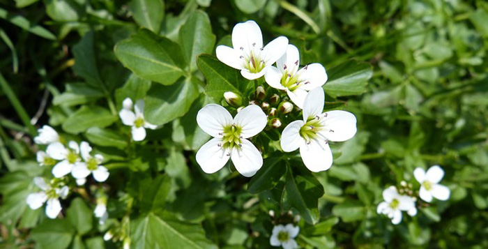 3watercress