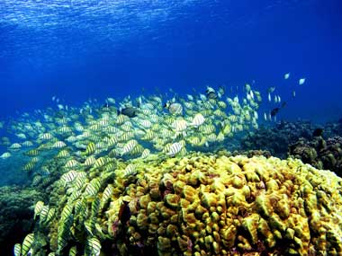 CoralReefs_GettyImages-