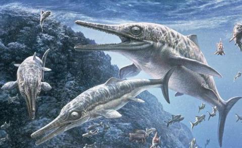 Short-Necked-Marine-Reptile-Fossil