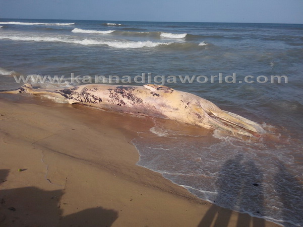 Dead_whale_found_1