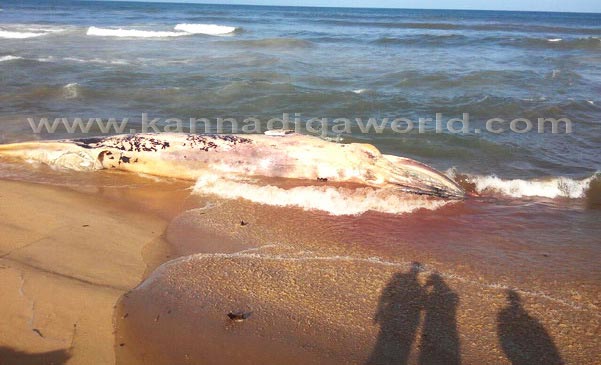 Dead_whale_found_3