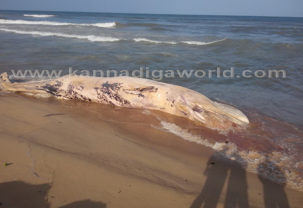 Dead_whale_found_6
