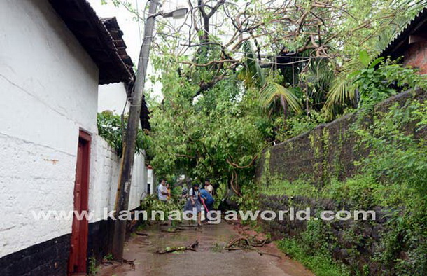 Donger_keri_photo_1_1