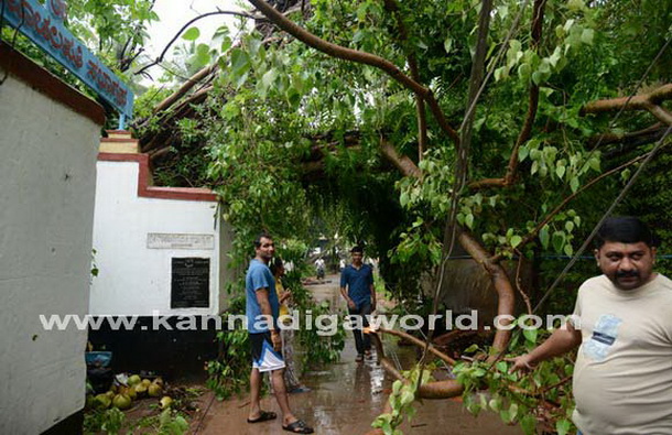 Donger_keri_photo_3_1