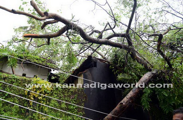 Donger_keri_photo_5_1