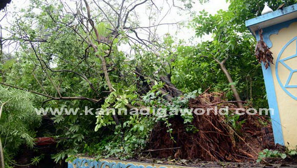 Donger_keri_photo_7_1