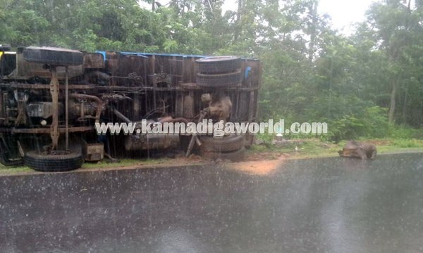 Tipper_ Pulti_Cow Death (1)