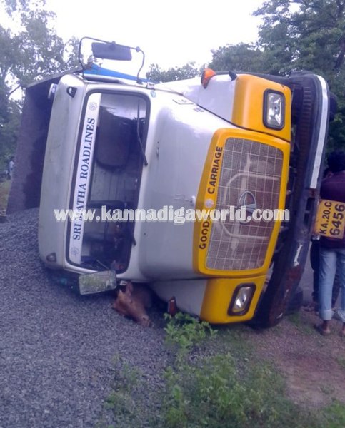 Tipper_ Pulti_Cow Death (2)