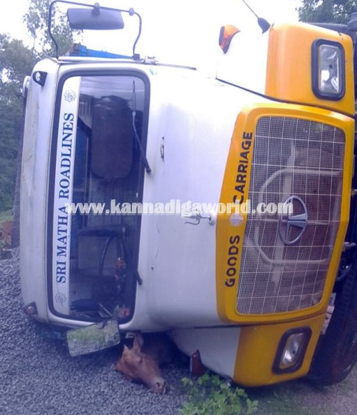 Tipper_ Pulti_Cow Death (4)