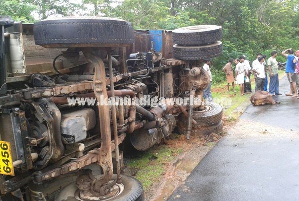 Tipper_ Pulti_Cow Death