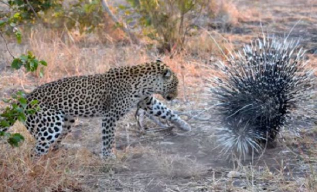 leopard porcupine