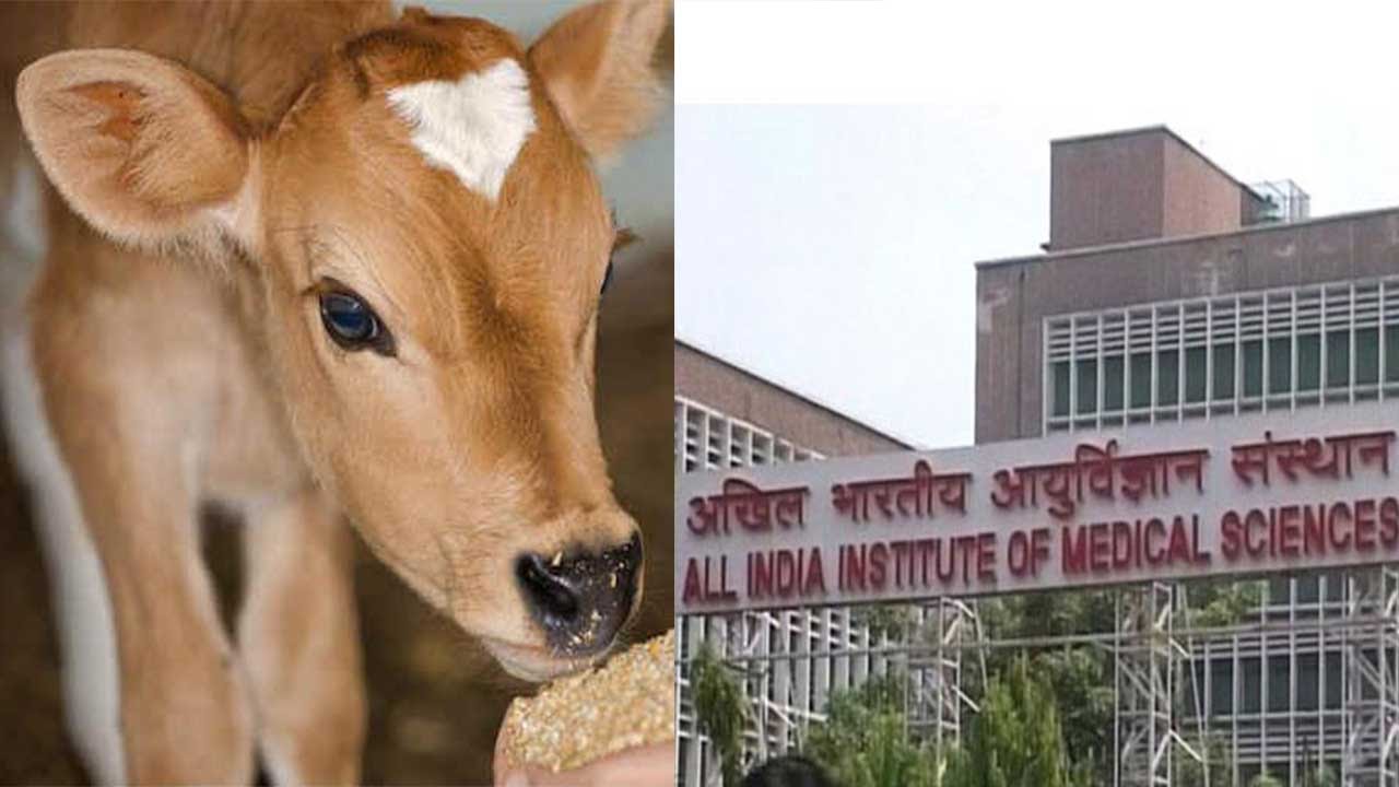 Delhi youth has sex with calves