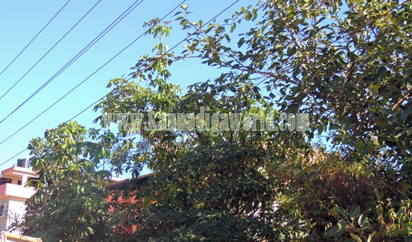 Talluru_Electricity_Incident Death (10)