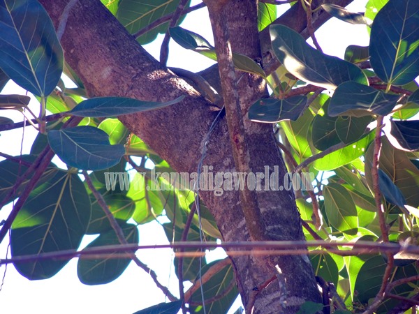 Talluru_Electricity_Incident Death (3)