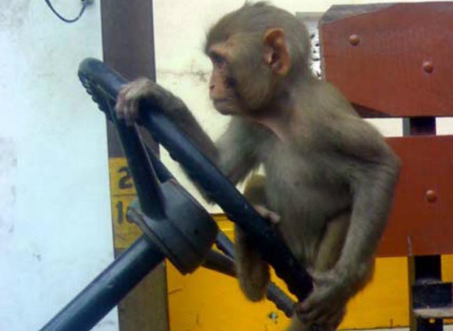 drive_monkey_drive