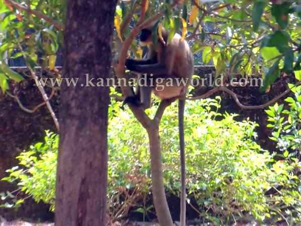 Kota_Monky_Problem (10)