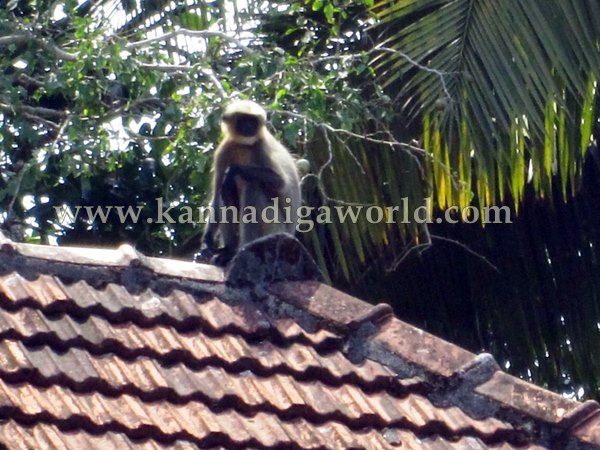 Kota_Monky_Problem (2)