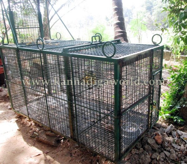 Kota_Monky_Problem (3)