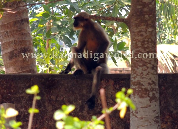 Kota_Monky_Problem (5)