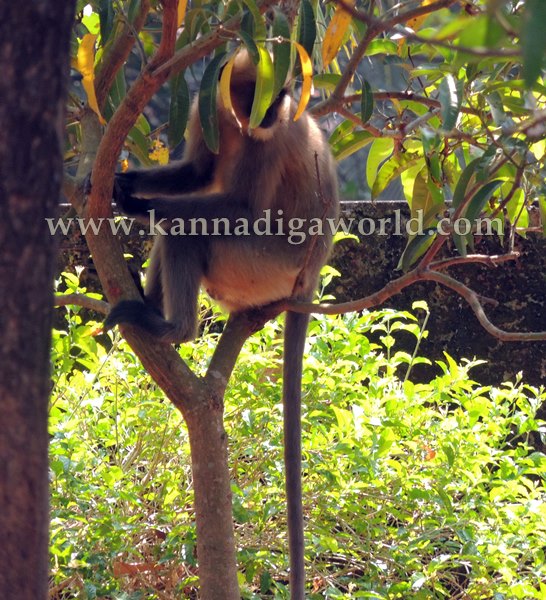 Kota_Monky_Problem (6)