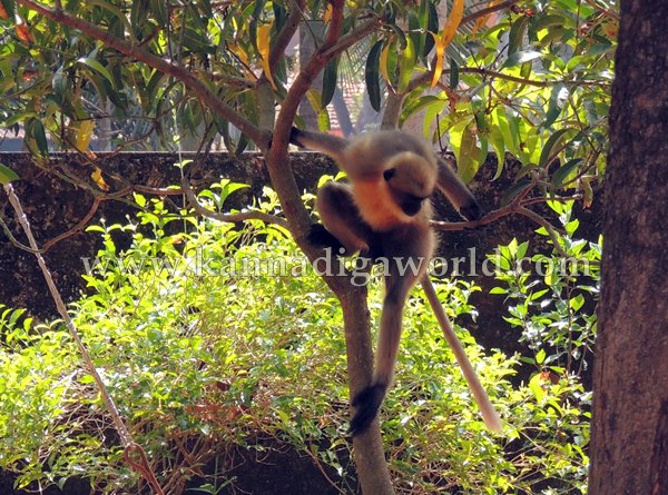 Kota_Monky_Problem (7)