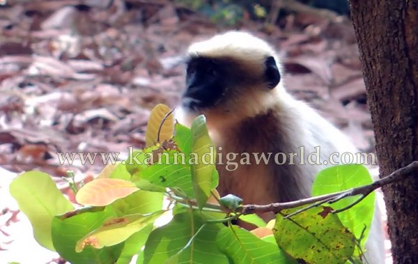 Kota_Monky_Problem (8)