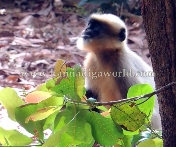 Kota_Monky_Problem (9)