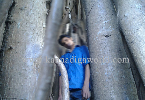 young_hanging_tree_1
