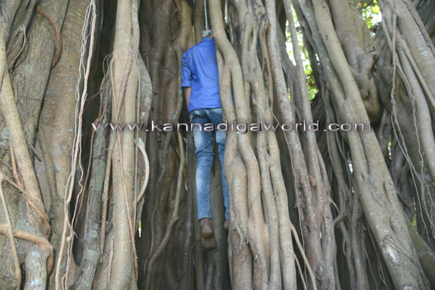 young_hanging_tree_2