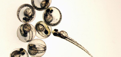 zebrafish-embryo