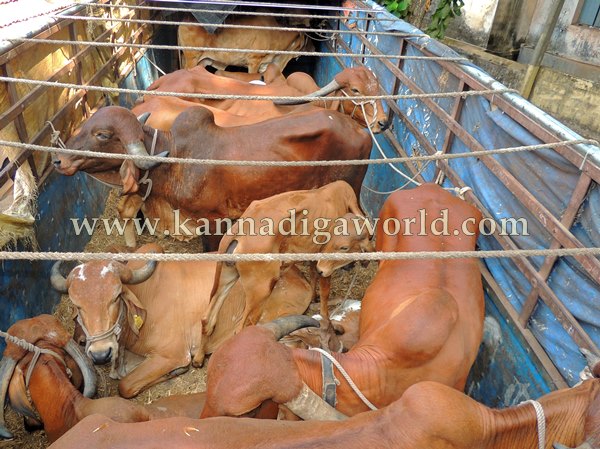 Kndpr Talluru_Cow Transport_problem (15)