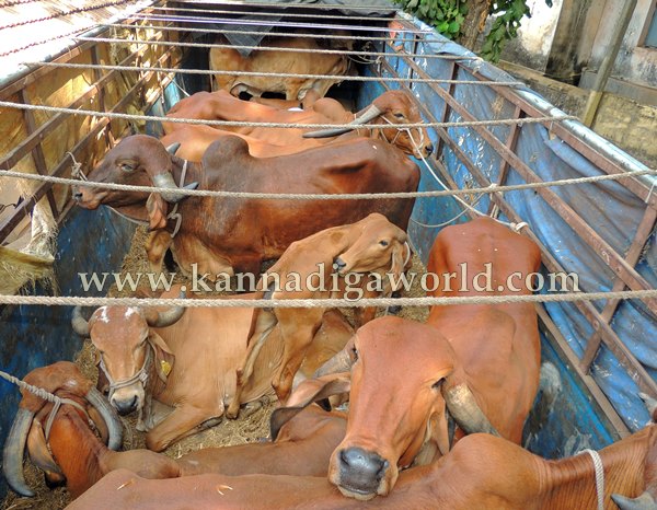 Kndpr Talluru_Cow Transport_problem (16)