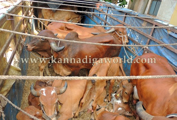 Kndpr Talluru_Cow Transport_problem (17)
