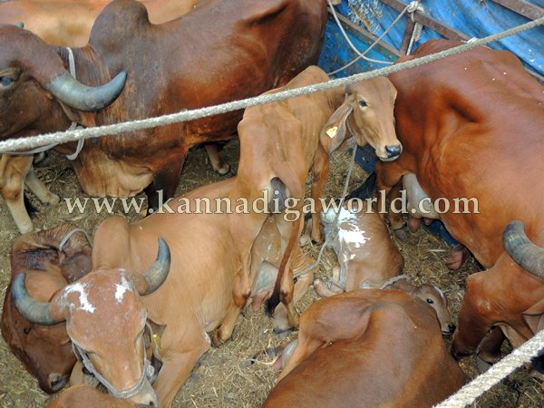 Kndpr Talluru_Cow Transport_problem (18)