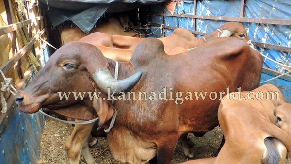 Kndpr Talluru_Cow Transport_problem (20)