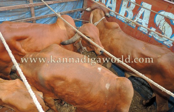 Kndpr Talluru_Cow Transport_problem (35)