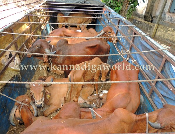 Kndpr Talluru_Cow Transport_problem (36)